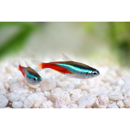 Neon innesa